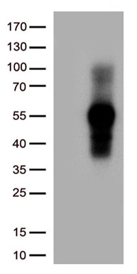 TNFRSF14 Antibody