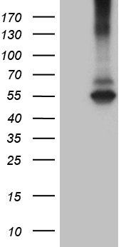 TNFRSF14 Antibody