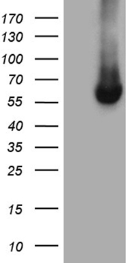 TNFRSF14 Antibody