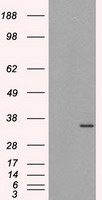 TNFRSF14 Antibody