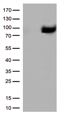TNFRSF14 Antibody