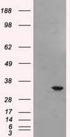 TNFRSF14 Antibody