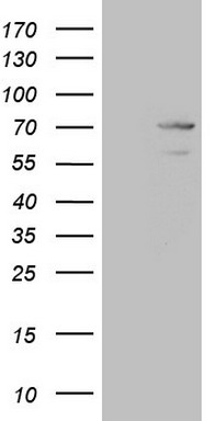 TNFRSF14 Antibody