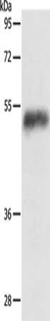 TNFRSF1B Antibody
