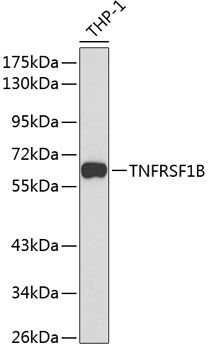TNFRSF1B antibody