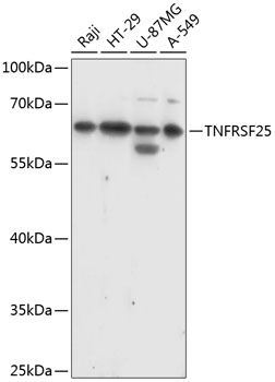 TNFRSF25 antibody