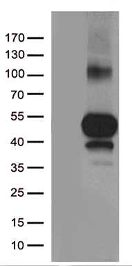 TNFRSF4 Antibody