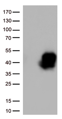 TNFRSF4 Antibody