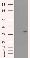 TNFRSF4 Antibody