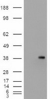TNFRSF4 Antibody