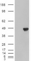 TNFRSF4 Antibody