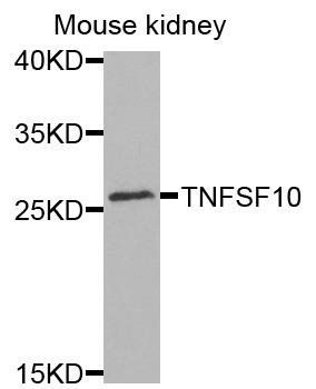 TNFSF10 antibody