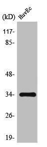 TNFSF10 Antibody