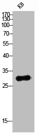 TNFSF10 Antibody