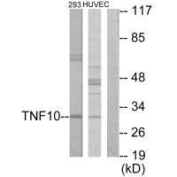 TNFSF10 Antibody