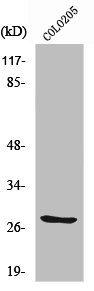 TNFSF12 antibody