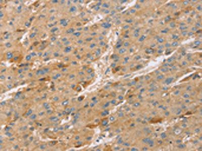 TNFSF13 Antibody
