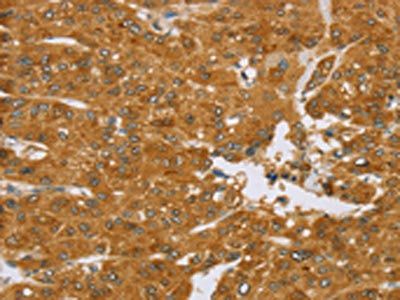 TNFSF13 Antibody
