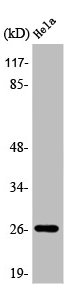 TNFSF13 antibody