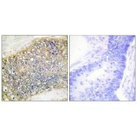 TNFSF13 Antibody