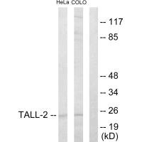 TNFSF13 antibody