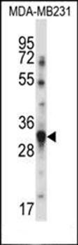 TNFSF13B antibody