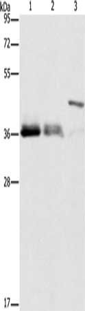 TNFSF13B antibody