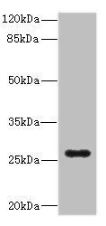 TNFSF15 Antibody
