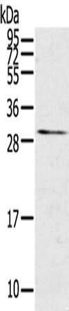 TNFSF15 antibody
