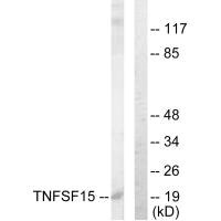 TNFSF15 antibody