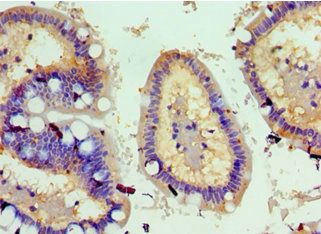 TNFSF18 antibody