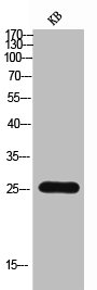 TNFSF8 antibody