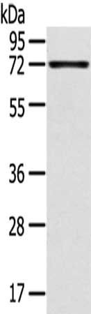 TNIP1 antibody