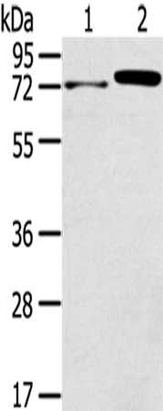 TNIP1 antibody
