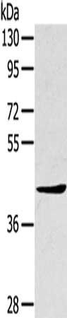 TNIP2 antibody