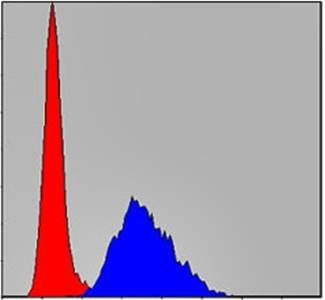 TNNI2 Antibody