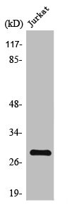 TNNI3 Antibody