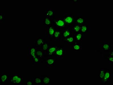 TNP2 antibody