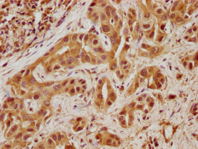 TNS4 antibody