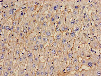 TOM1 Antibody