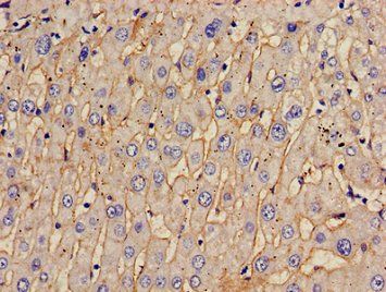 TOM1 antibody