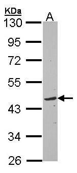 TOM1L1 antibody