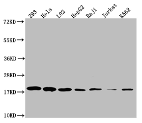TOMM22 Recombinant Monoclonal Antibody