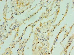 TOMM40 Antibody