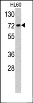 TOMM70A antibody
