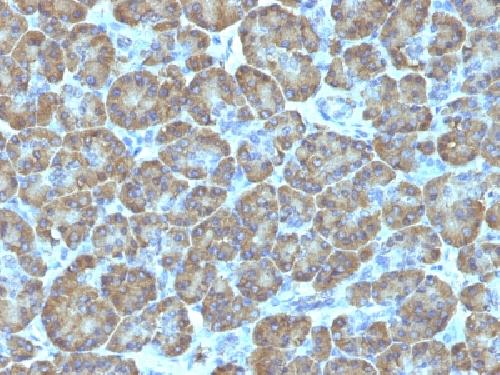 Topoisomerase I, Mitochondrial (TOP1MT) Antibody