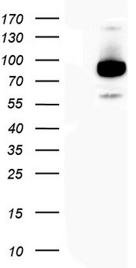 TOPBP1 Antibody