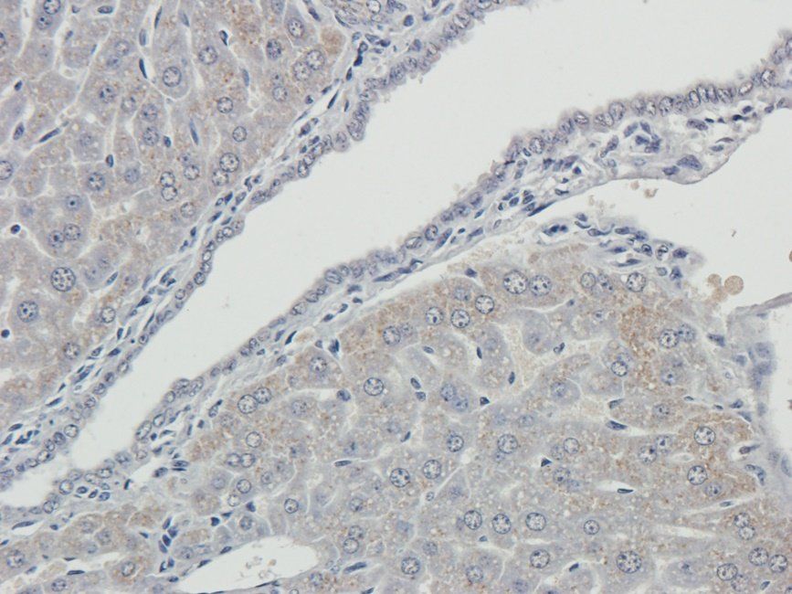 TOR1B antibody