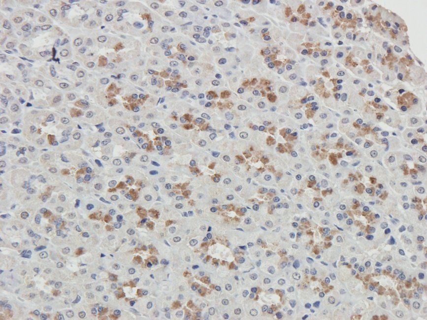 TOR1B antibody