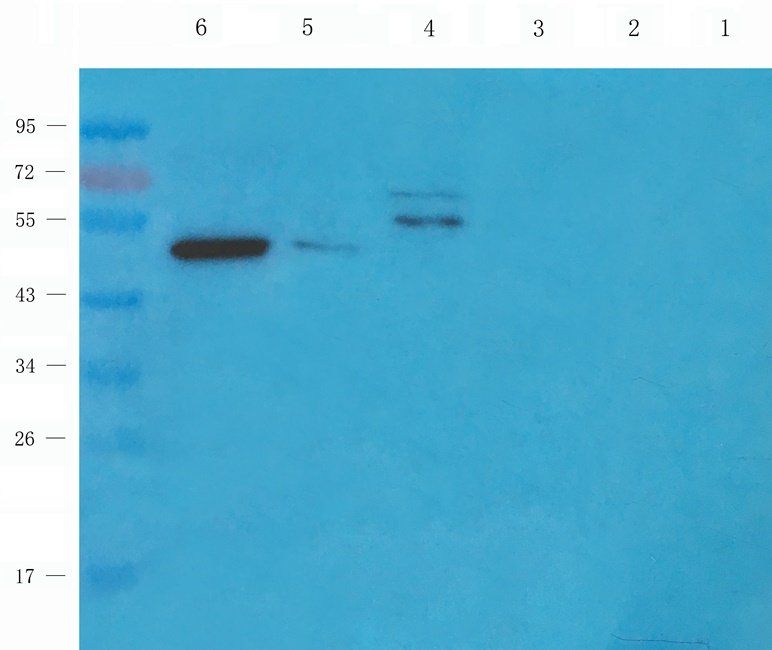 TOR1B antibody